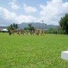 Sports Club Activity